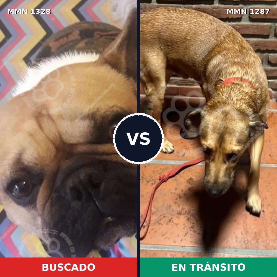 Comparativa MMS 26184: mascota perdida y mascota encontrada, 48% de similitud