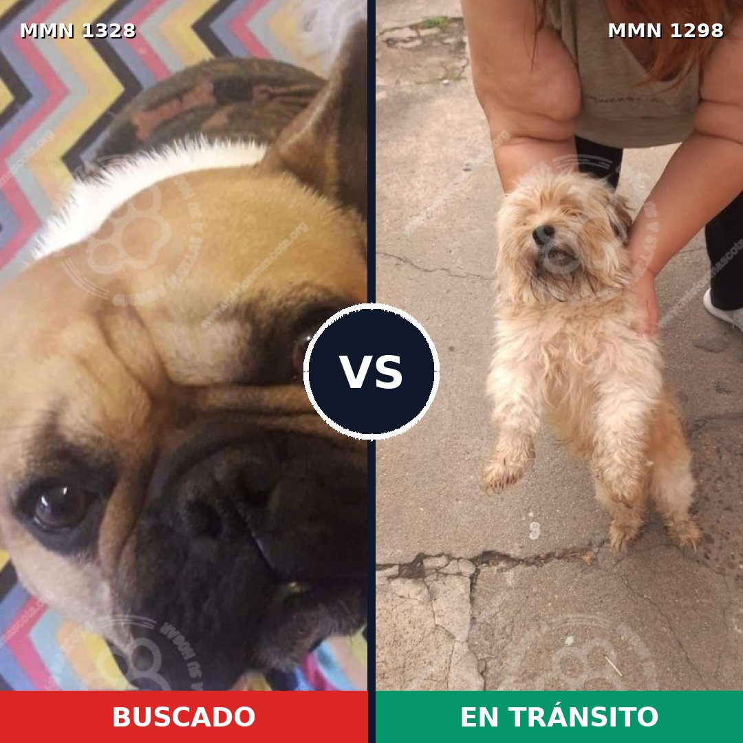 Comparativa MMS 26185: mascota perdida y mascota encontrada, 34% de similitud