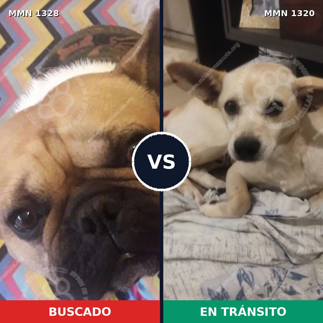 Comparativa MMS 26187: mascota perdida y mascota encontrada, 53% de similitud