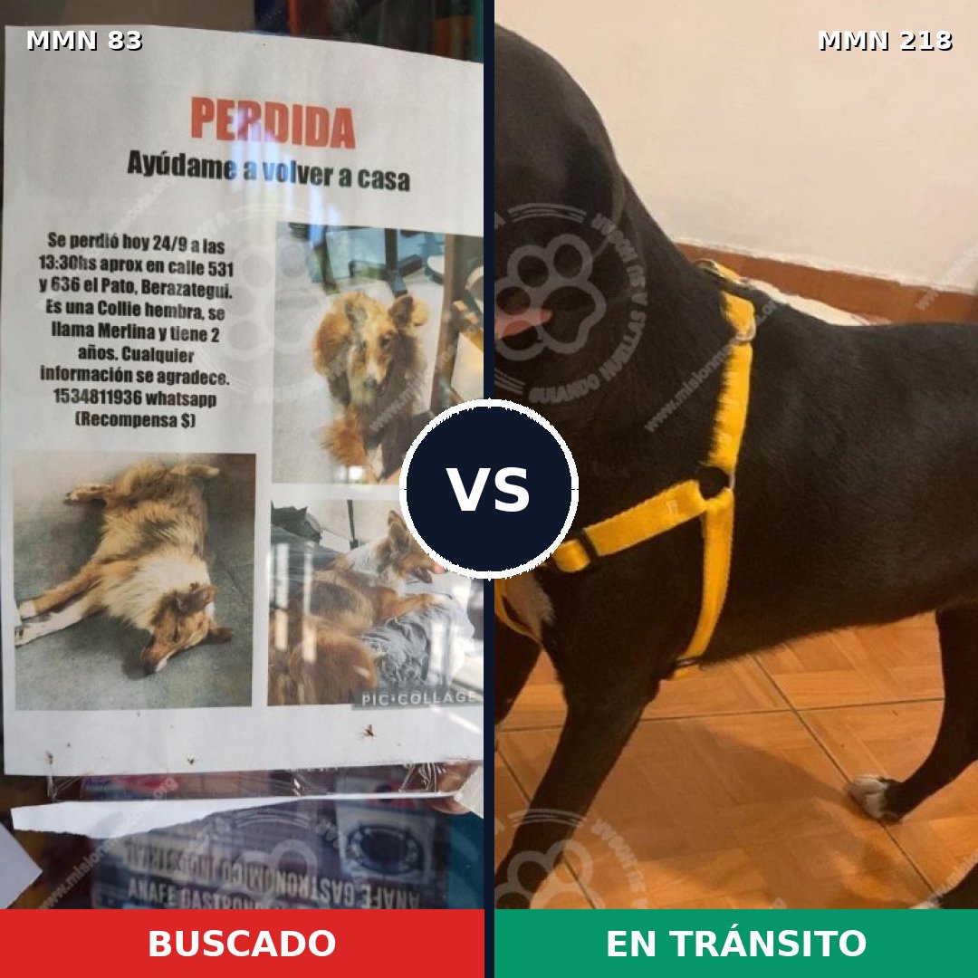 Comparativa MMS 2619: mascota perdida y mascota encontrada, 10% de similitud
