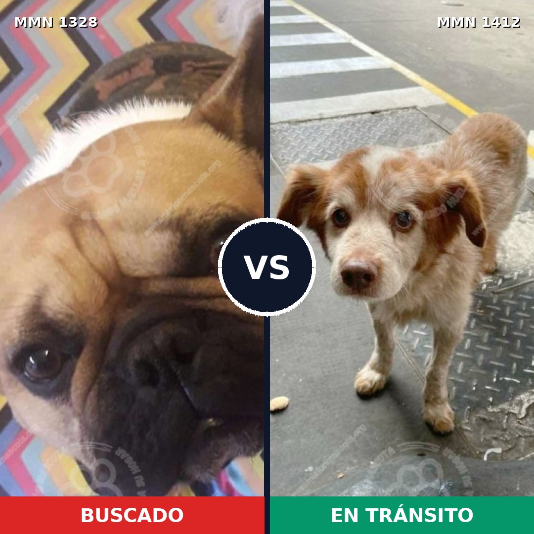 Comparativa MMS 26190: mascota perdida y mascota encontrada, 48% de similitud