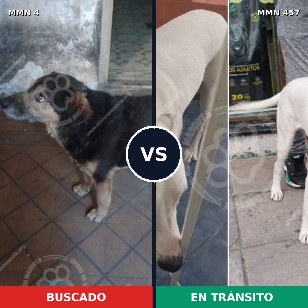 Comparativa MMS 262: mascota perdida y mascota encontrada, 74% de similitud