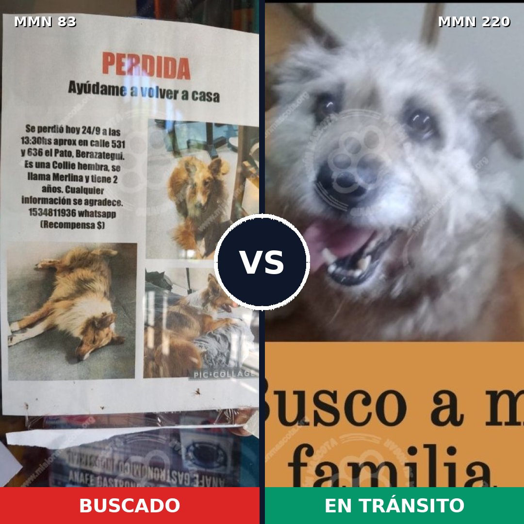 Comparativa MMS 2620: mascota perdida y mascota encontrada, 8% de similitud