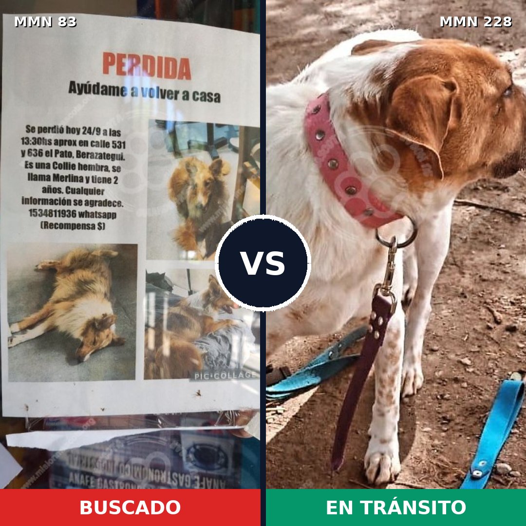 Comparativa MMS 2621: mascota perdida y mascota encontrada, 64% de similitud
