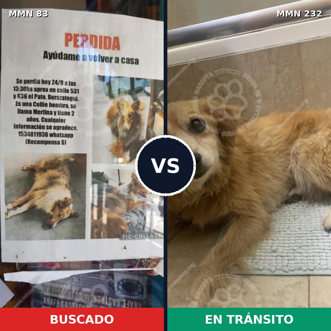 Comparativa MMS 2622: mascota perdida y mascota encontrada, 11% de similitud