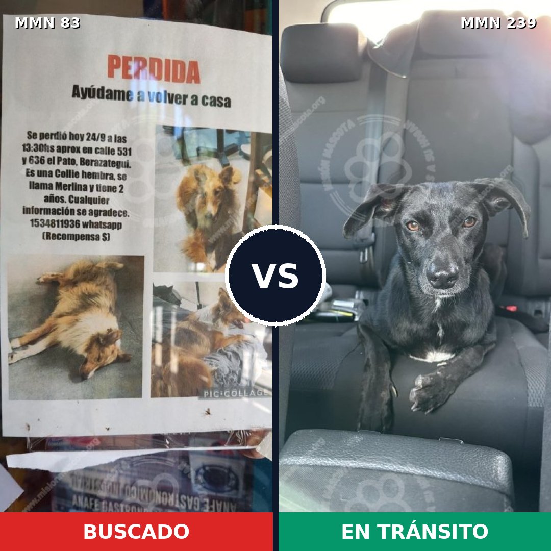 Comparativa MMS 2623: mascota perdida y mascota encontrada, 9% de similitud