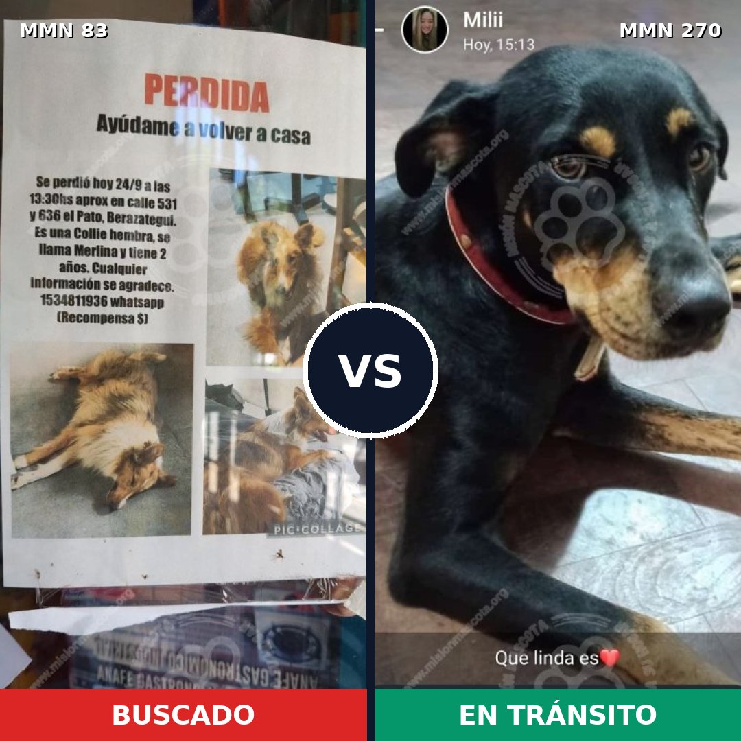 Comparativa MMS 2625: mascota perdida y mascota encontrada, 6% de similitud