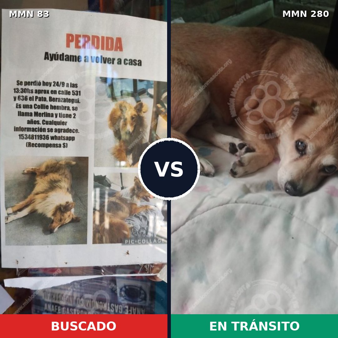 Comparativa MMS 2626: mascota perdida y mascota encontrada, 21% de similitud