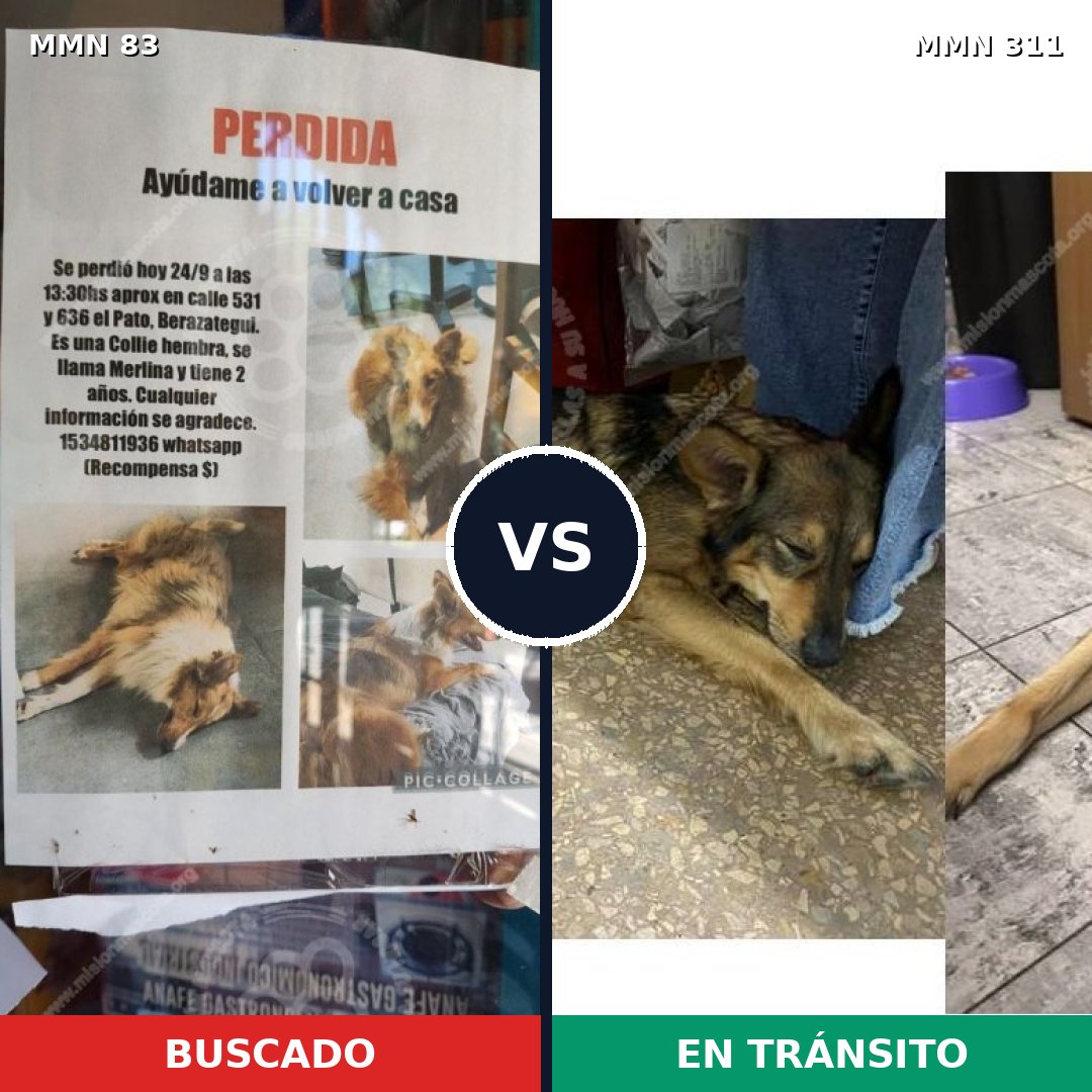 Comparativa MMS 2629: mascota perdida y mascota encontrada, 21% de similitud