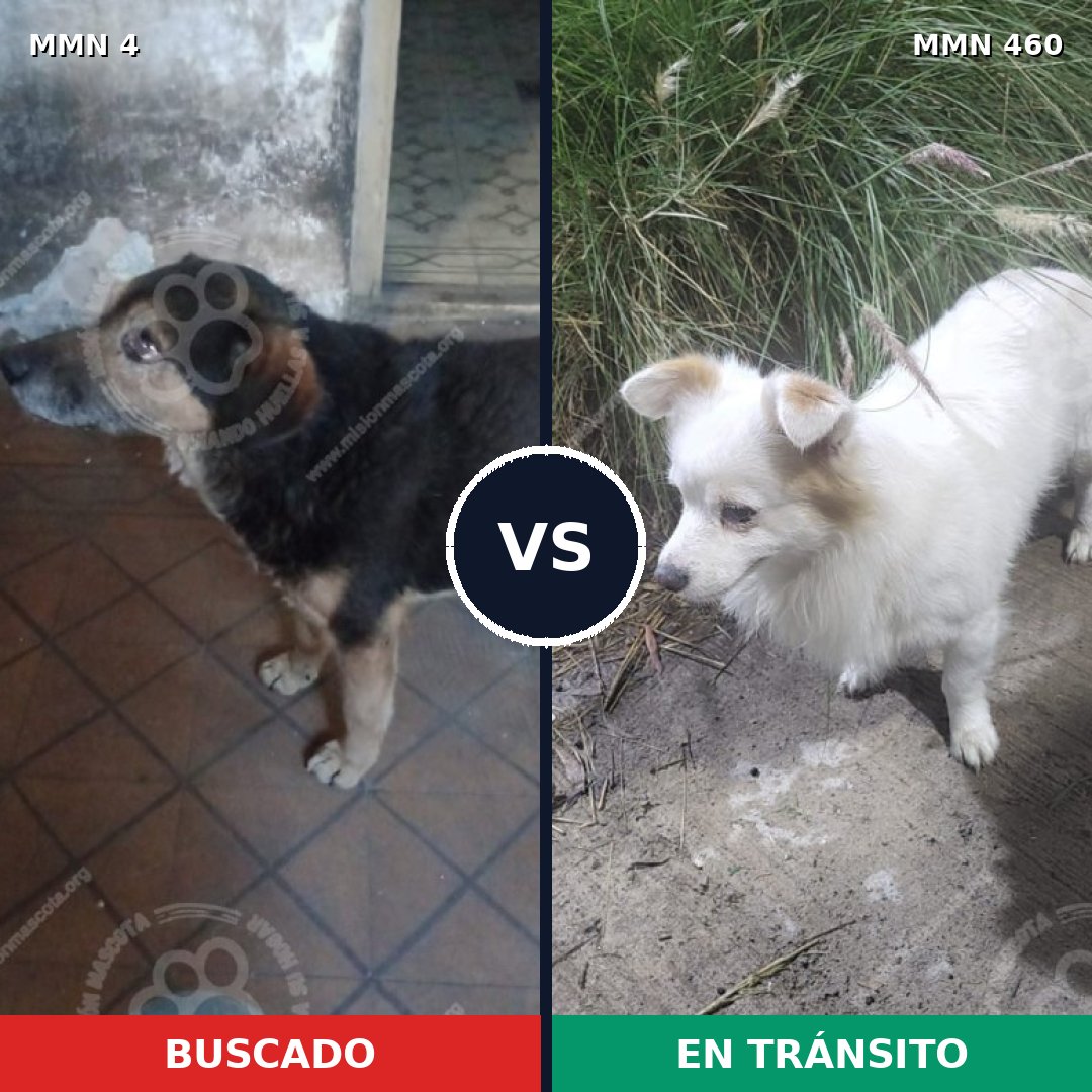 Comparativa MMS 263: mascota perdida y mascota encontrada, 66% de similitud