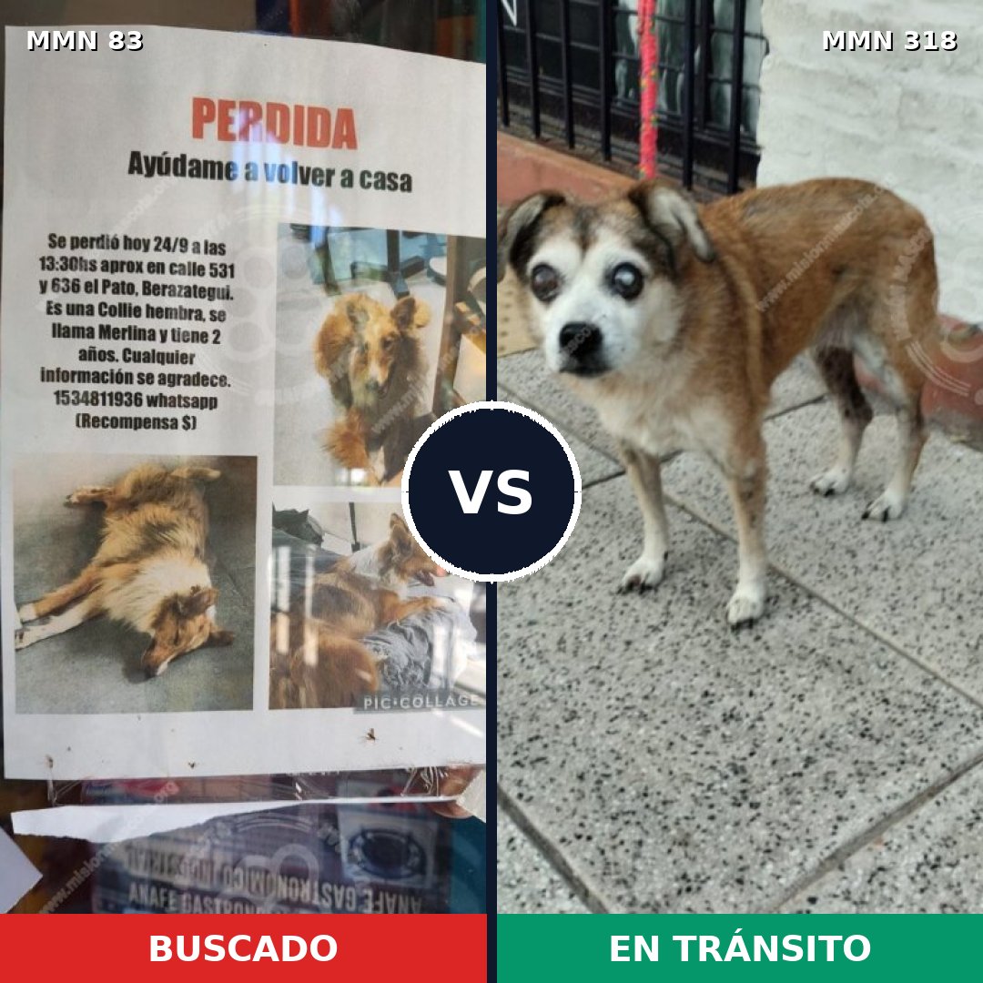 Comparativa MMS 2630: mascota perdida y mascota encontrada, 22% de similitud