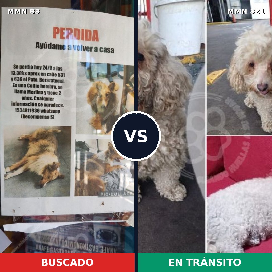 Comparativa MMS 2631: mascota perdida y mascota encontrada, 11% de similitud