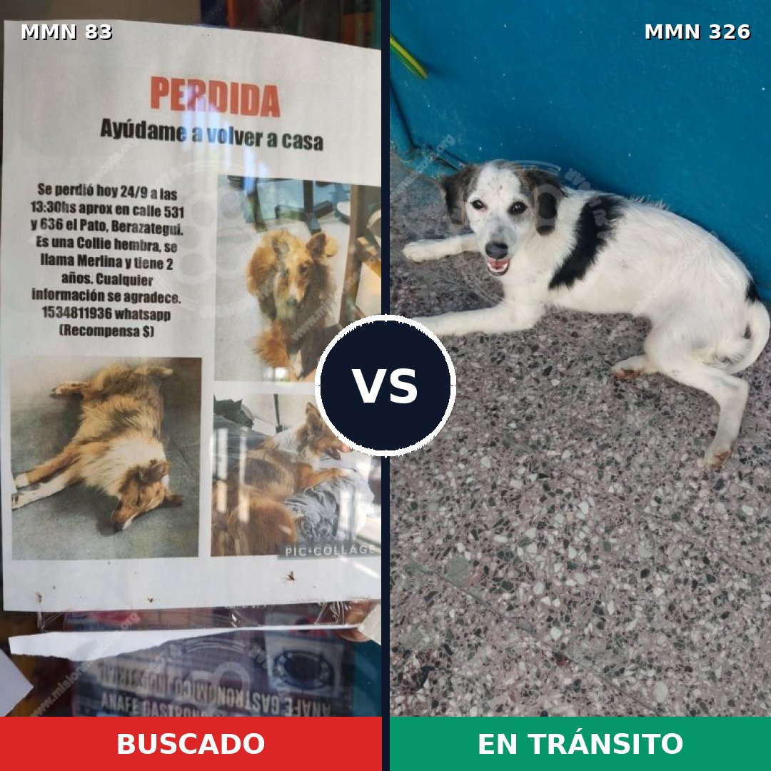 Comparativa MMS 2632: mascota perdida y mascota encontrada, 12% de similitud