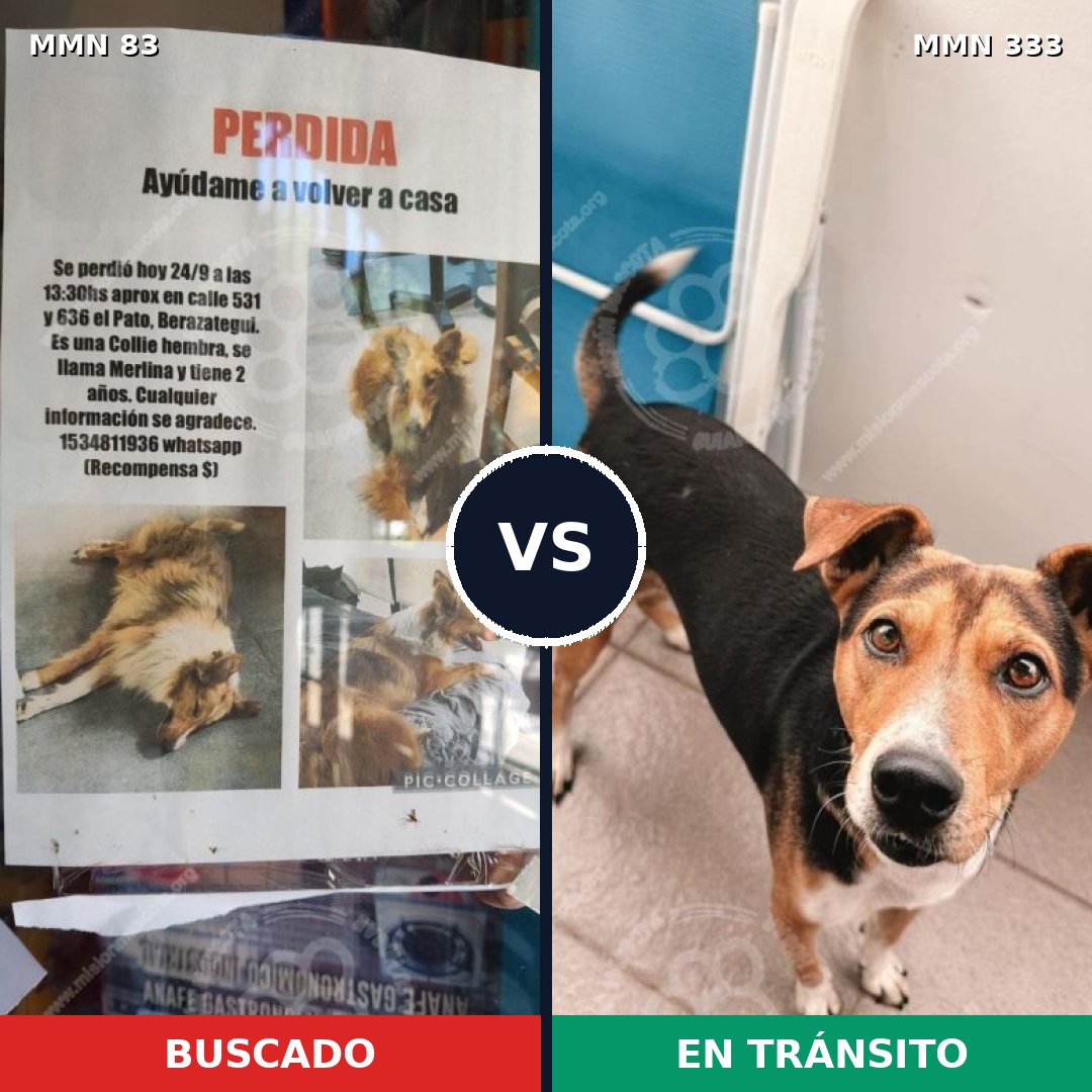 Comparativa MMS 2634: mascota perdida y mascota encontrada, 8% de similitud