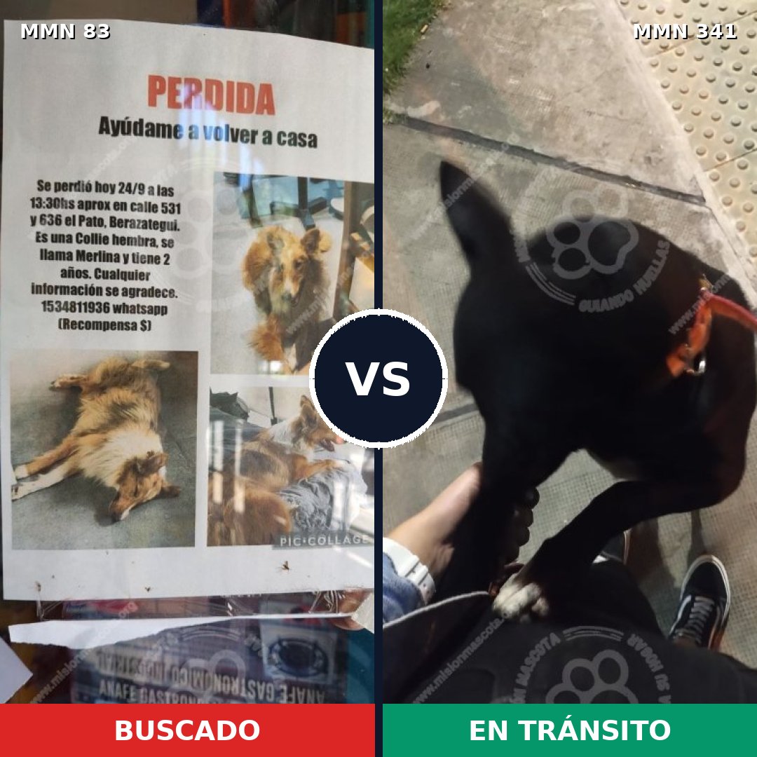 Comparativa MMS 2635: mascota perdida y mascota encontrada, 6% de similitud