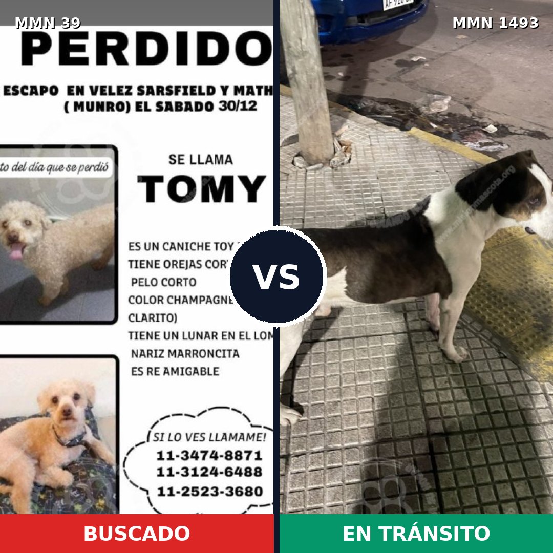 Comparativa MMS 26360: mascota perdida y mascota encontrada, 32% de similitud