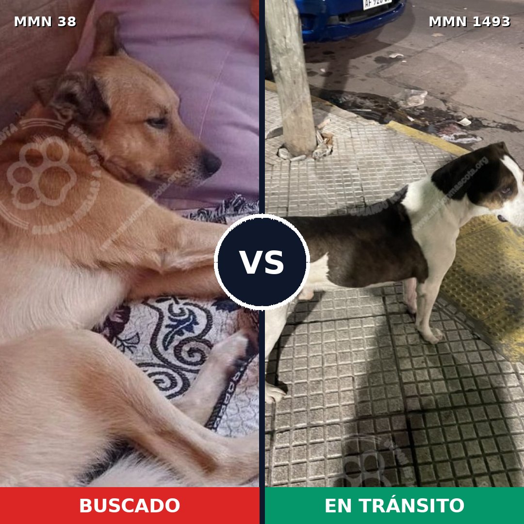 Comparativa MMS 26361: mascota perdida y mascota encontrada, 61% de similitud