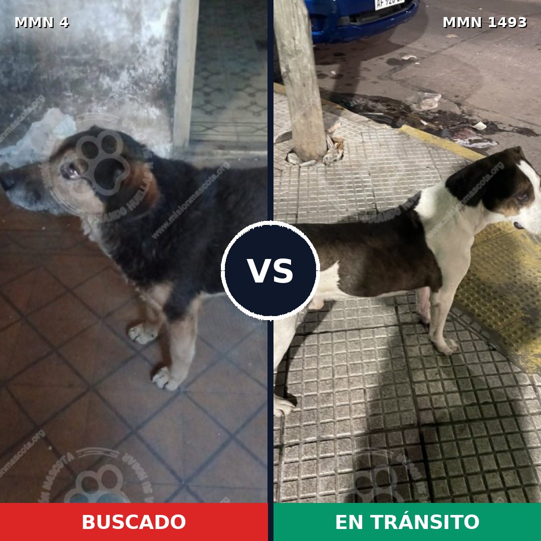 Comparativa MMS 26362: mascota perdida y mascota encontrada, 51% de similitud