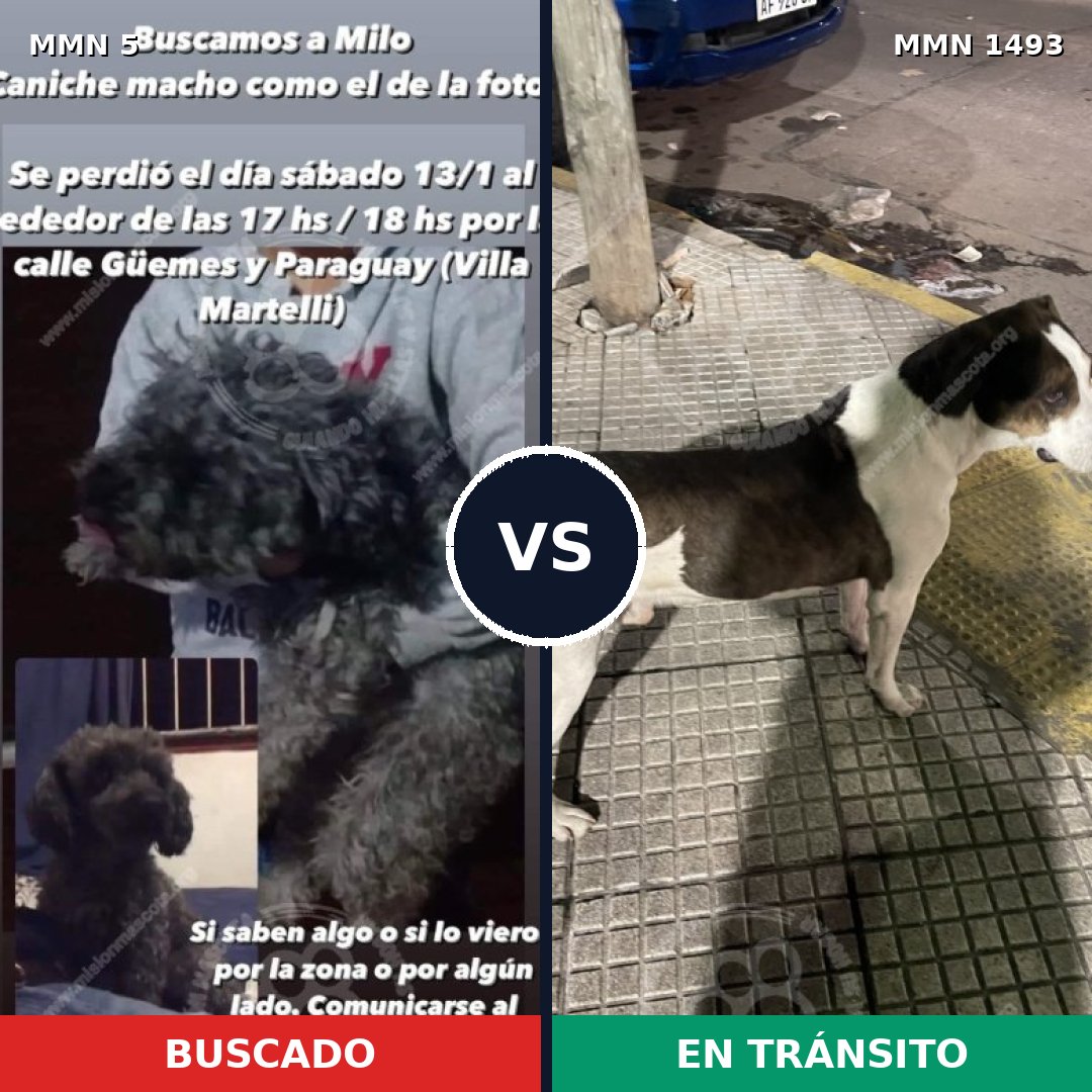 Comparativa MMS 26363: mascota perdida y mascota encontrada, 27% de similitud
