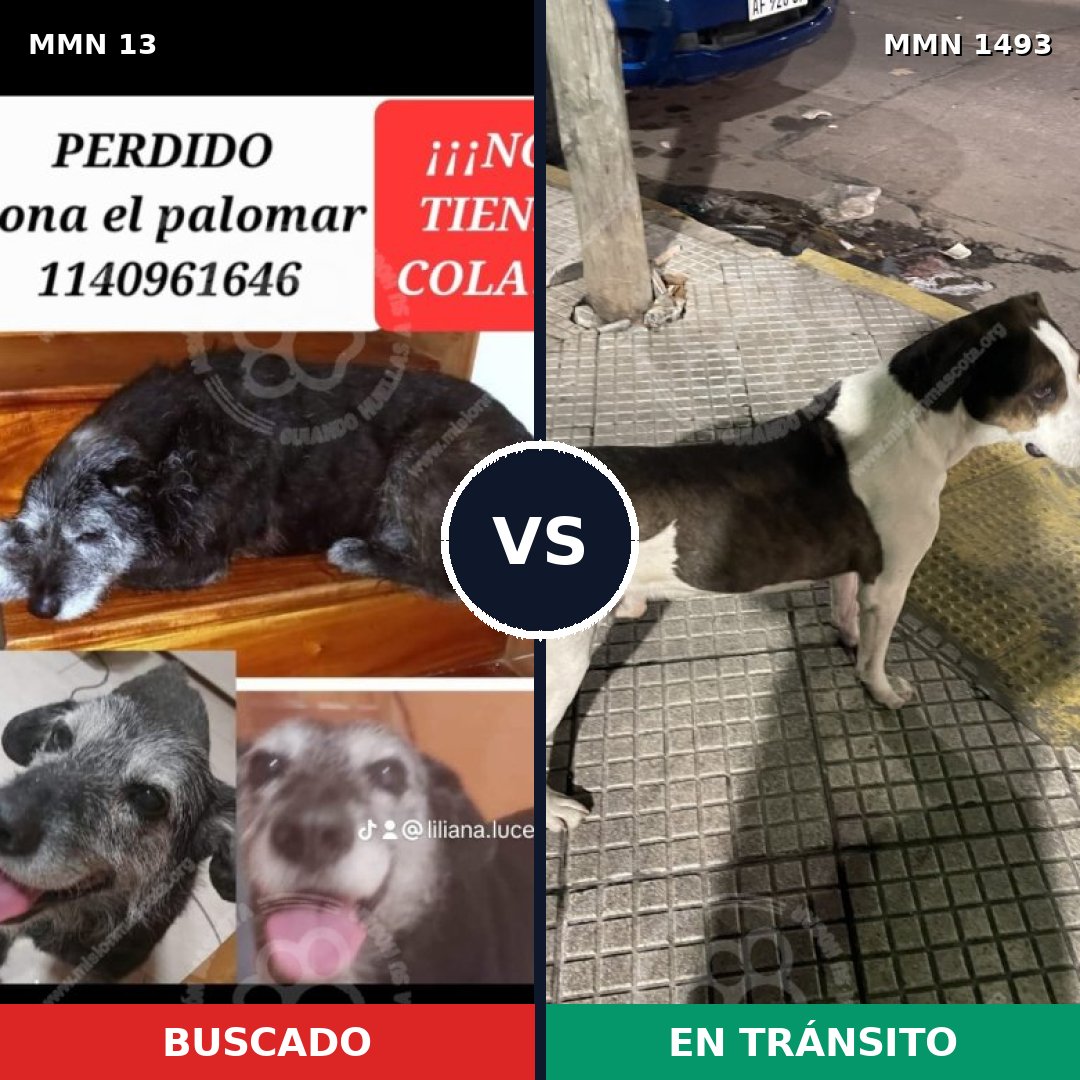 Comparativa MMS 26366: mascota perdida y mascota encontrada, 54% de similitud