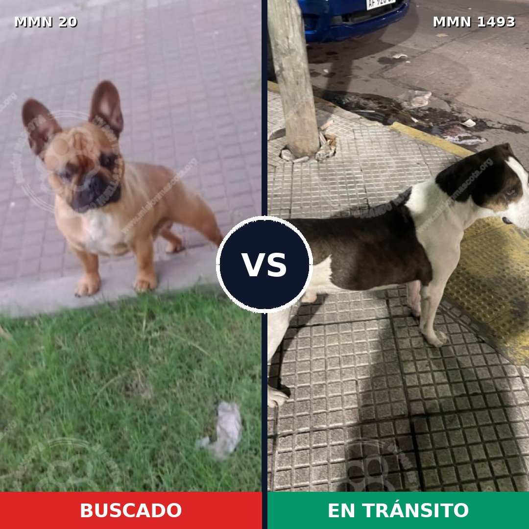 Comparativa MMS 26368: mascota perdida y mascota encontrada, 22% de similitud