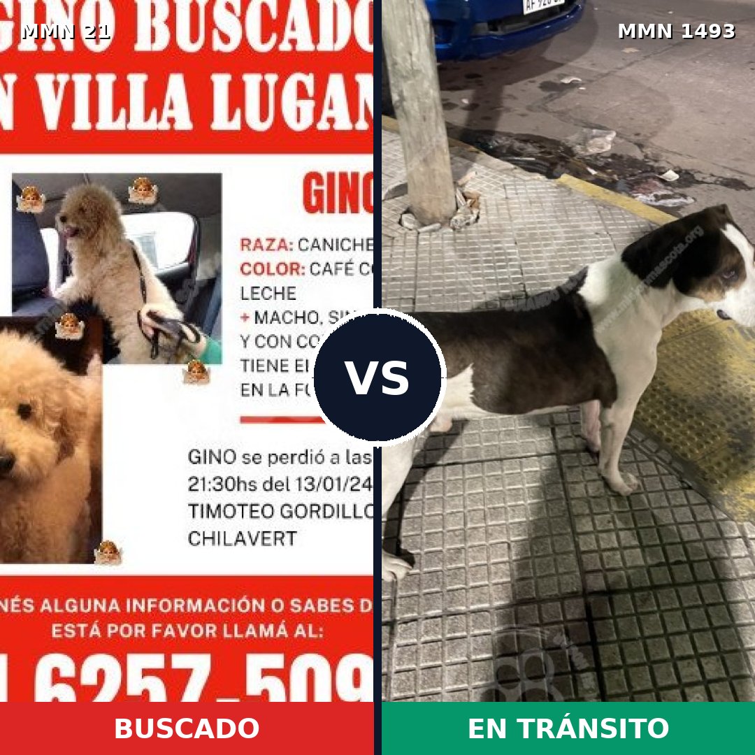 Comparativa MMS 26369: mascota perdida y mascota encontrada, 28% de similitud