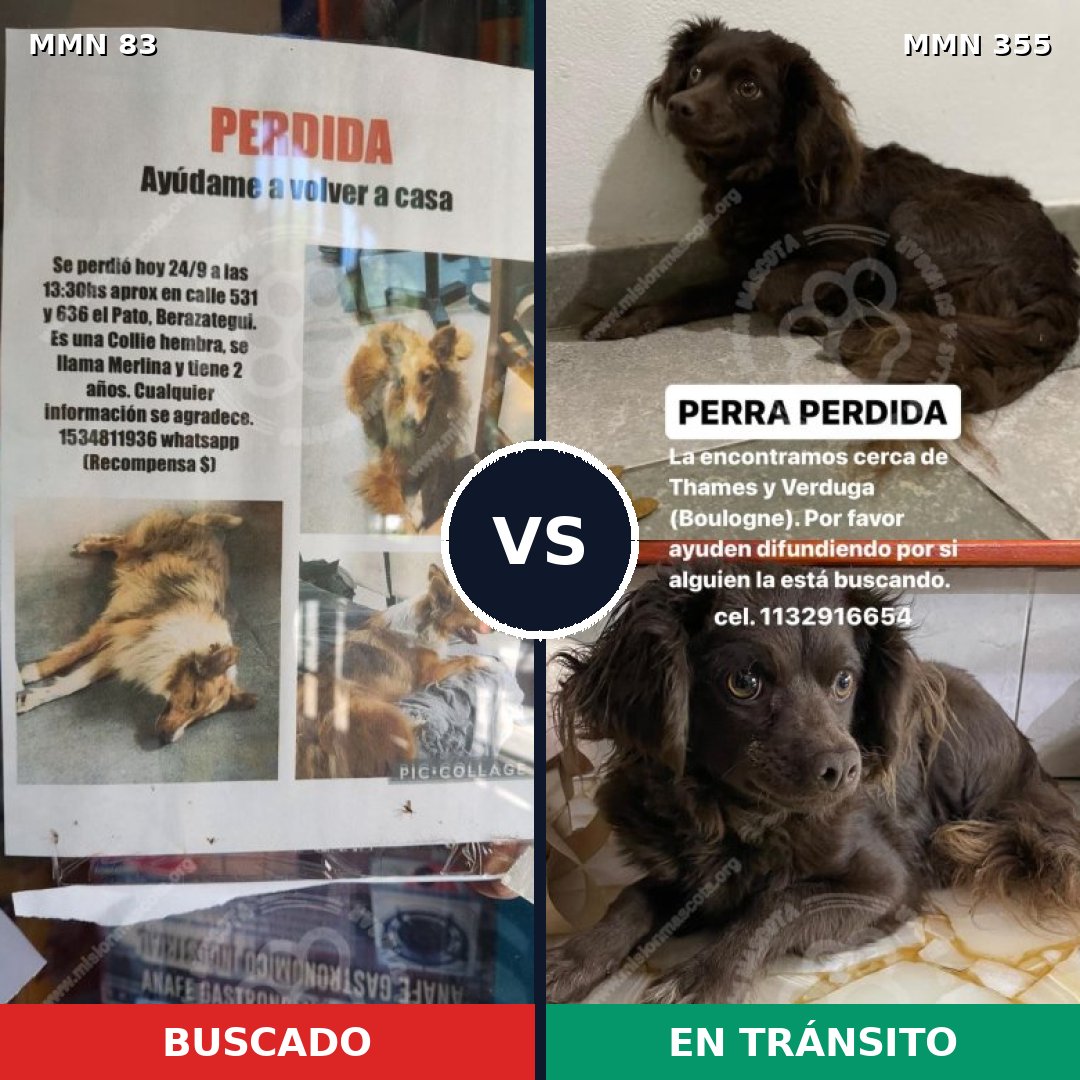 Comparativa MMS 2637: mascota perdida y mascota encontrada, 10% de similitud