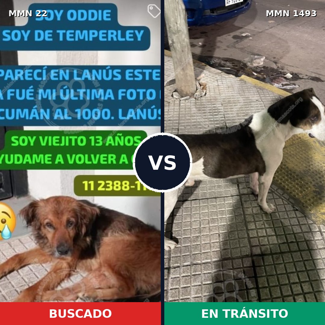 Comparativa MMS 26370: mascota perdida y mascota encontrada, 52% de similitud