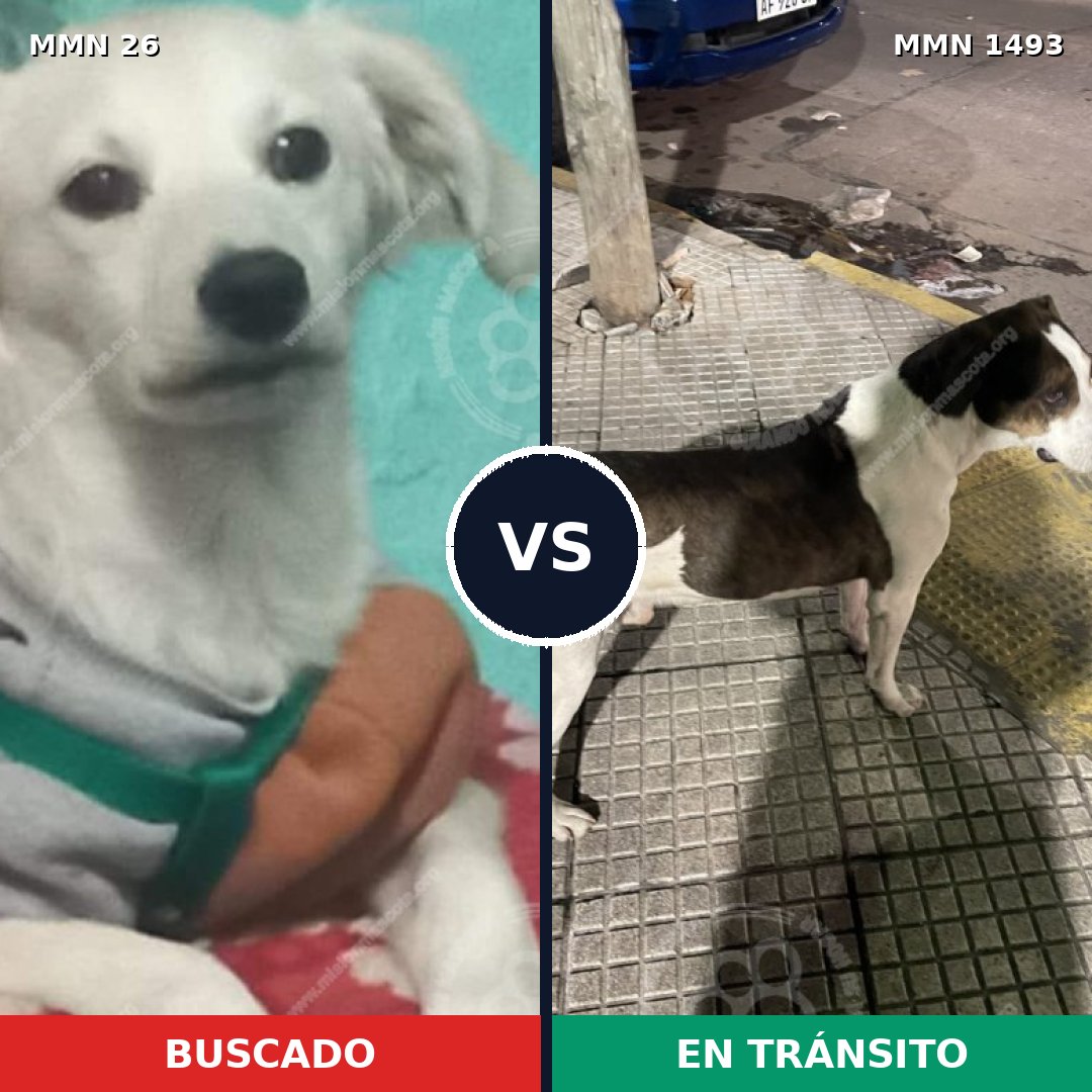 Comparativa MMS 26371: mascota perdida y mascota encontrada, 49% de similitud