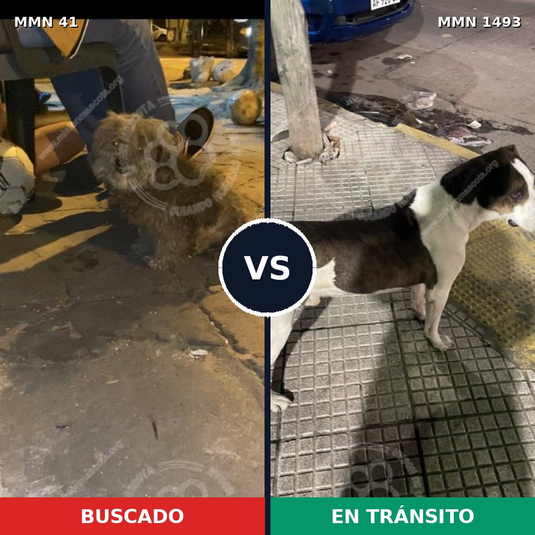 Comparativa MMS 26373: mascota perdida y mascota encontrada, 44% de similitud
