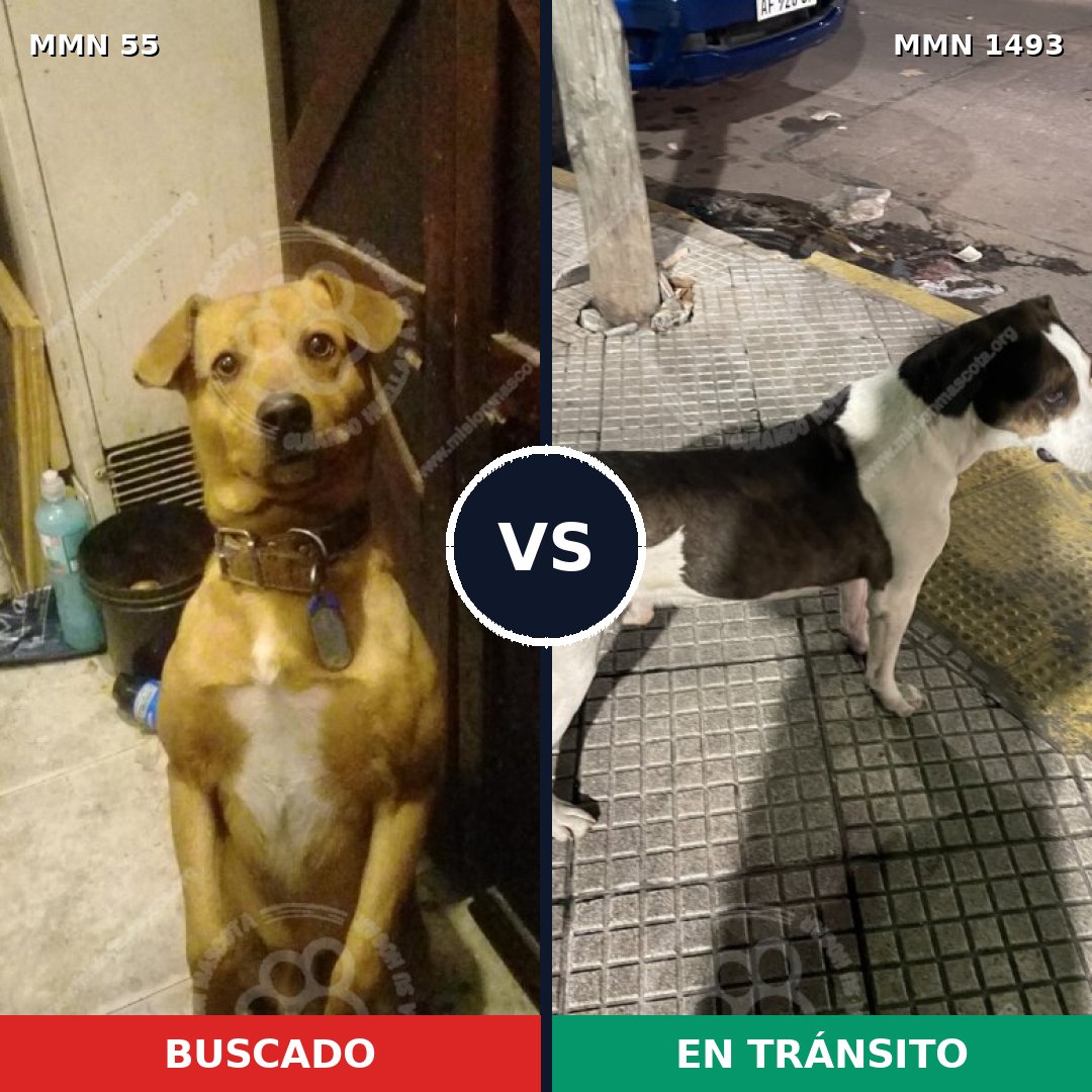 Comparativa MMS 26375: mascota perdida y mascota encontrada, 55% de similitud