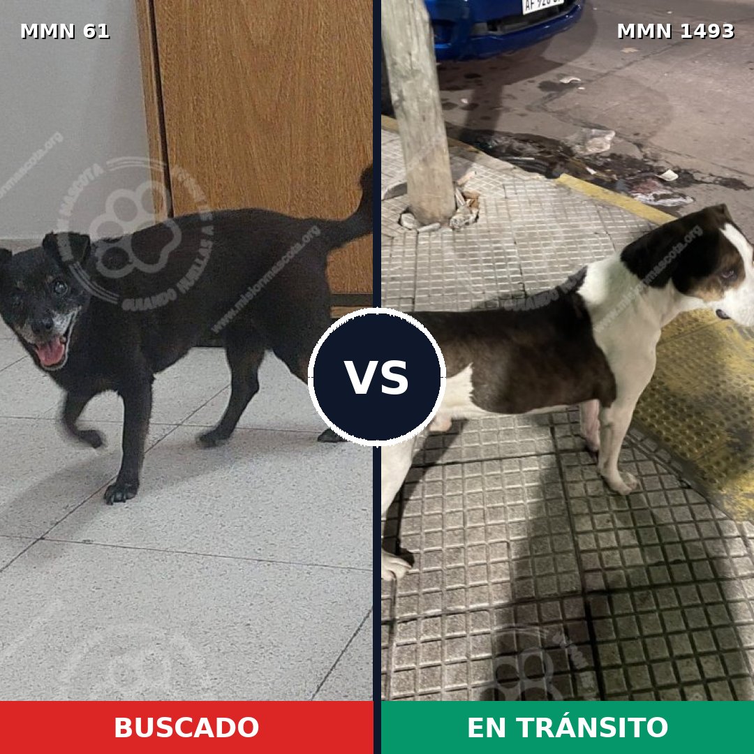 Comparativa MMS 26376: mascota perdida y mascota encontrada, 50% de similitud