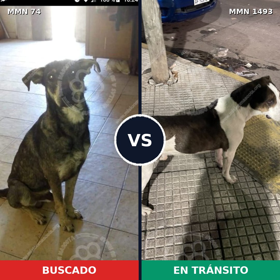 Comparativa MMS 26377: mascota perdida y mascota encontrada, 61% de similitud