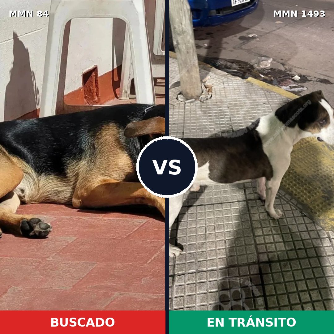 Comparativa MMS 26378: mascota perdida y mascota encontrada, 64% de similitud