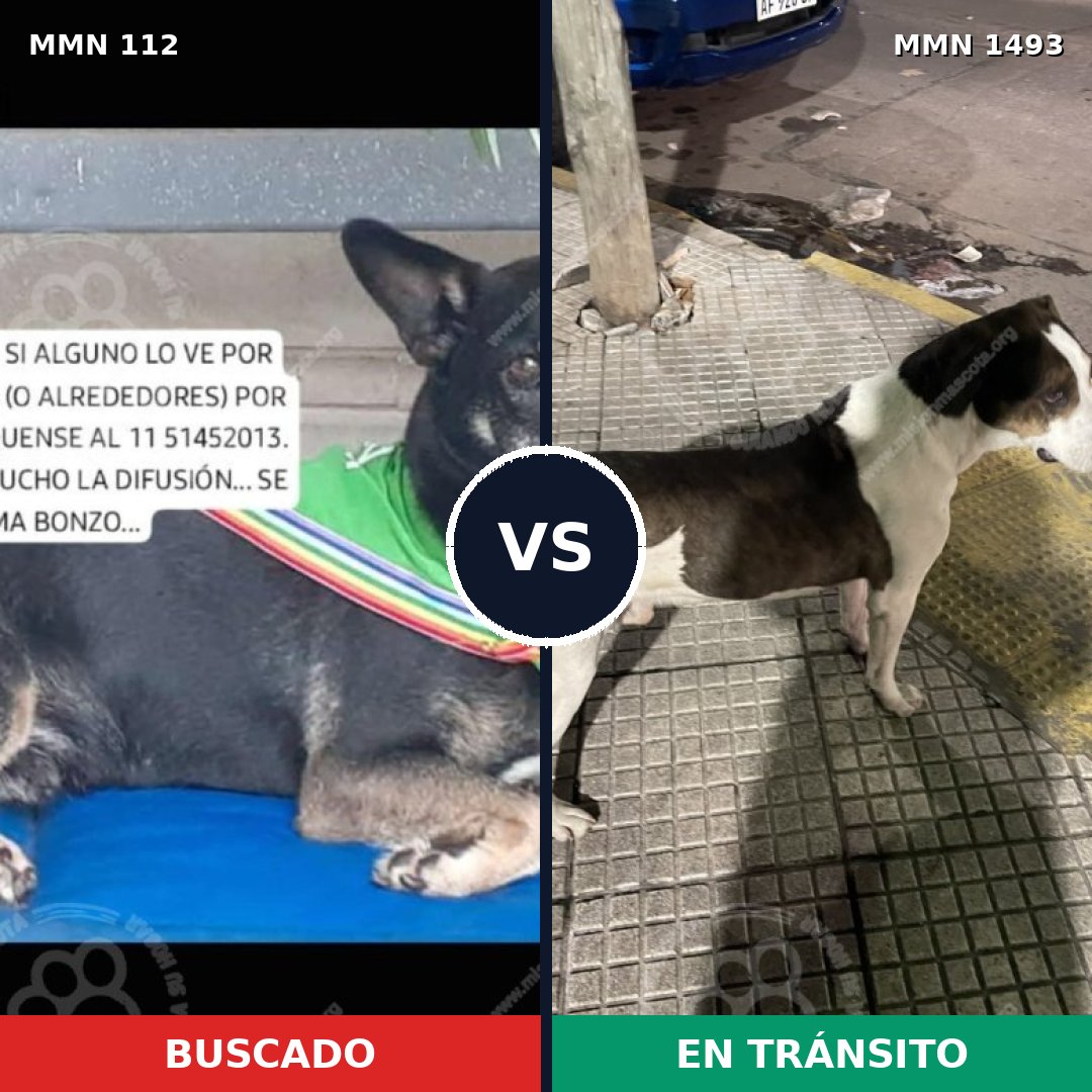 Comparativa MMS 26379: mascota perdida y mascota encontrada, 53% de similitud