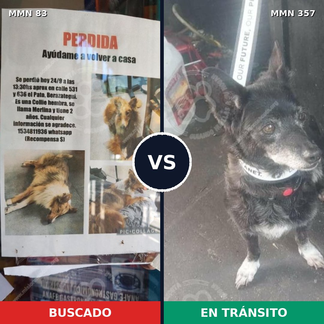 Comparativa MMS 2638: mascota perdida y mascota encontrada, 10% de similitud
