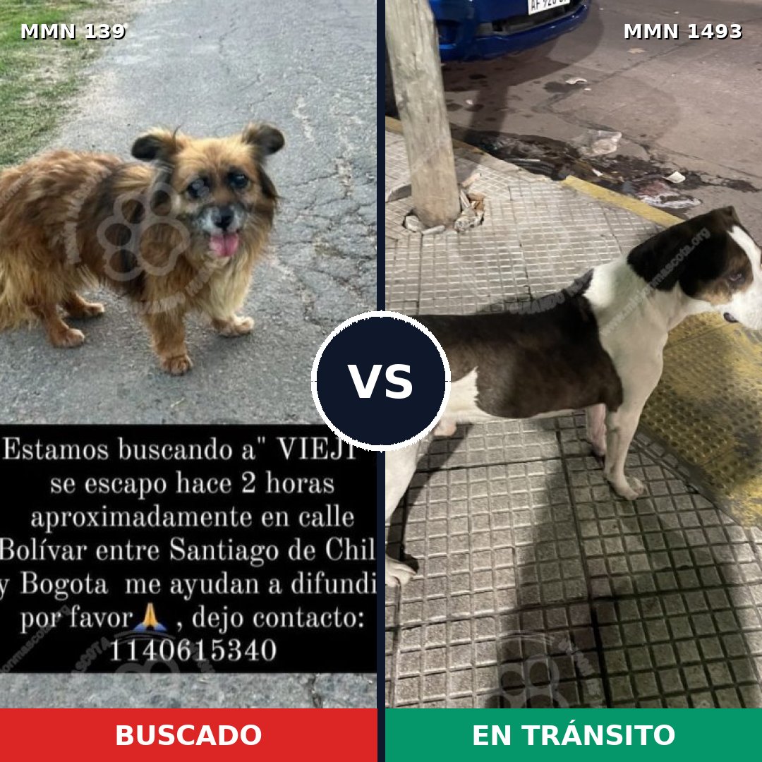 Comparativa MMS 26380: mascota perdida y mascota encontrada, 50% de similitud