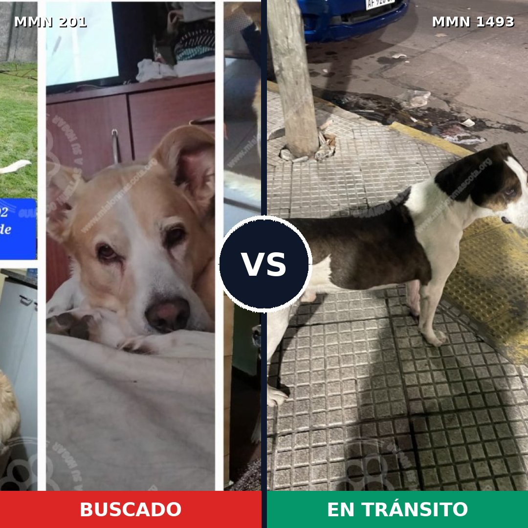 Comparativa MMS 26381: mascota perdida y mascota encontrada, 86% de similitud