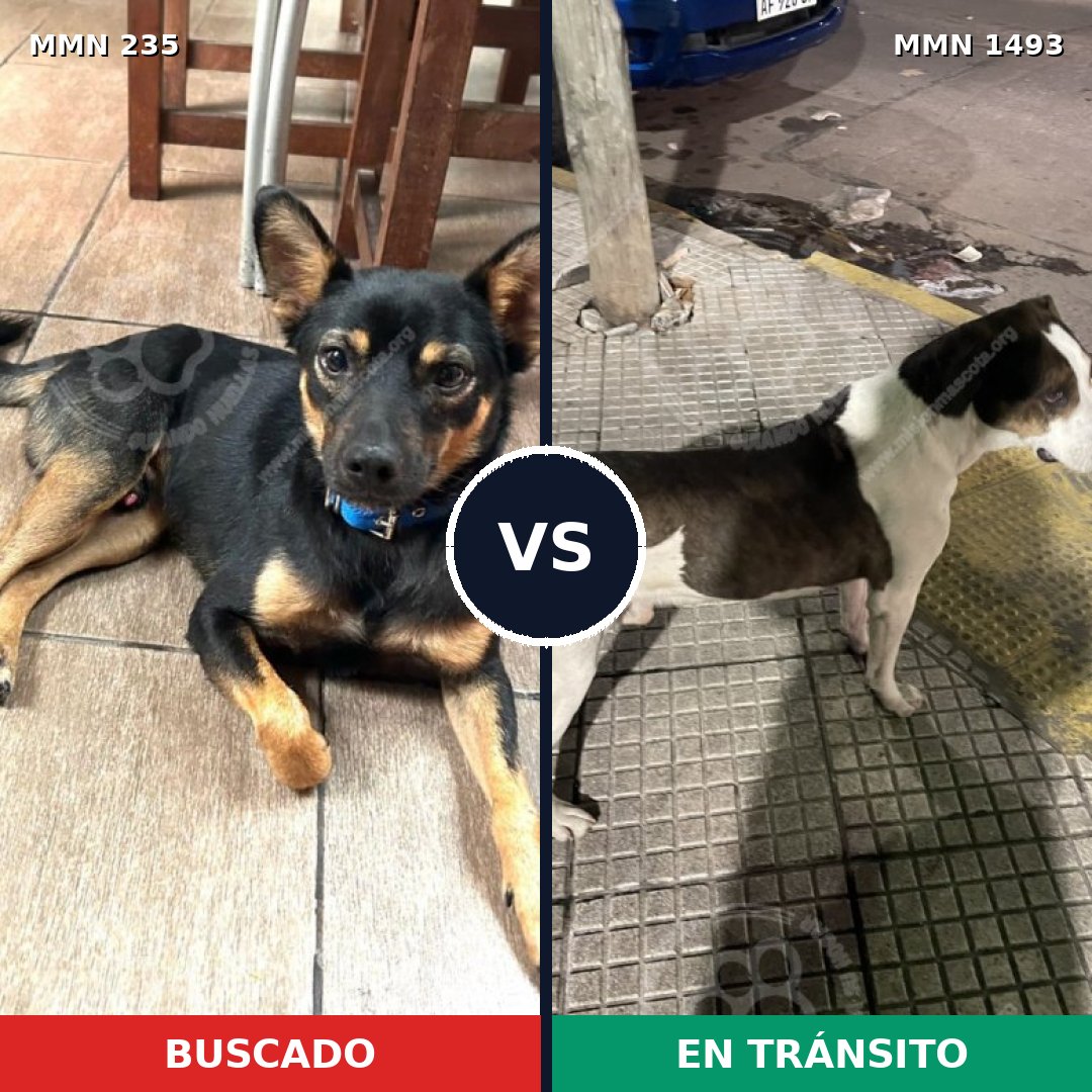 Comparativa MMS 26382: mascota perdida y mascota encontrada, 43% de similitud