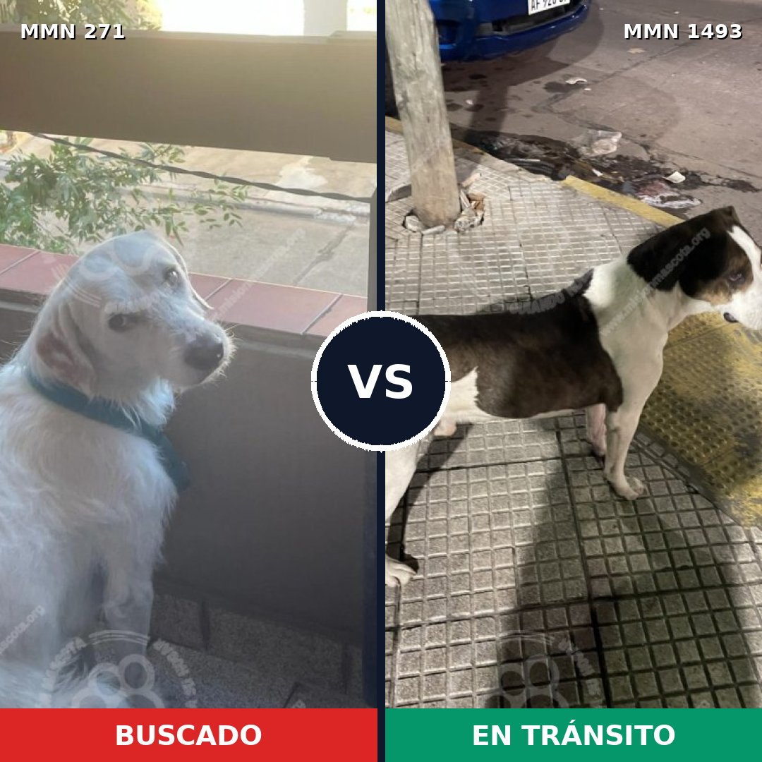 Comparativa MMS 26383: mascota perdida y mascota encontrada, 61% de similitud