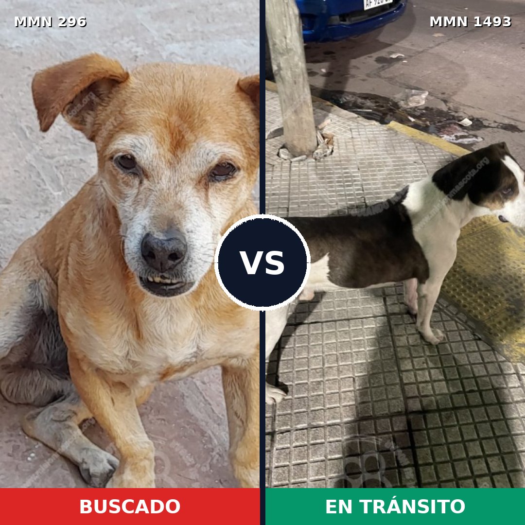 Comparativa MMS 26384: mascota perdida y mascota encontrada, 55% de similitud