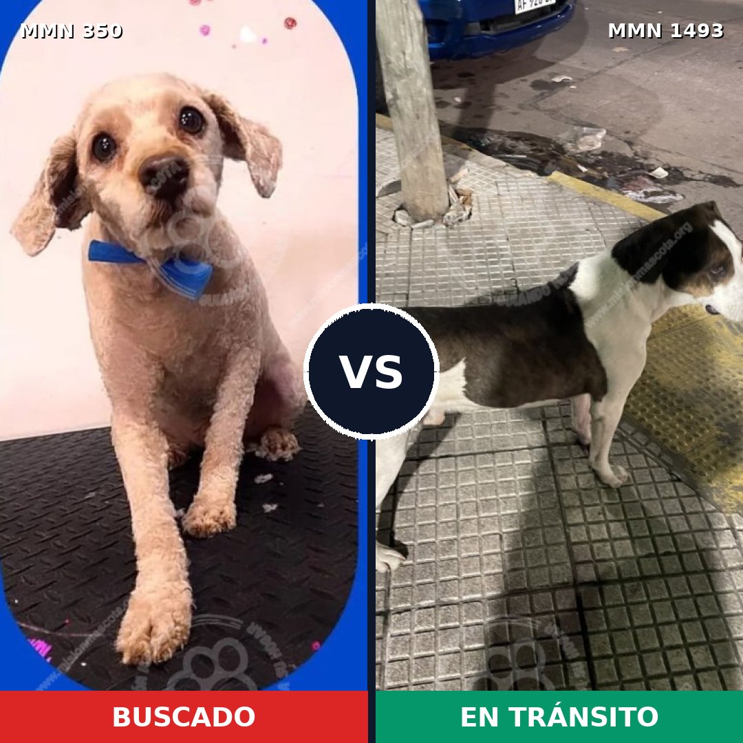 Comparativa MMS 26385: mascota perdida y mascota encontrada, 40% de similitud