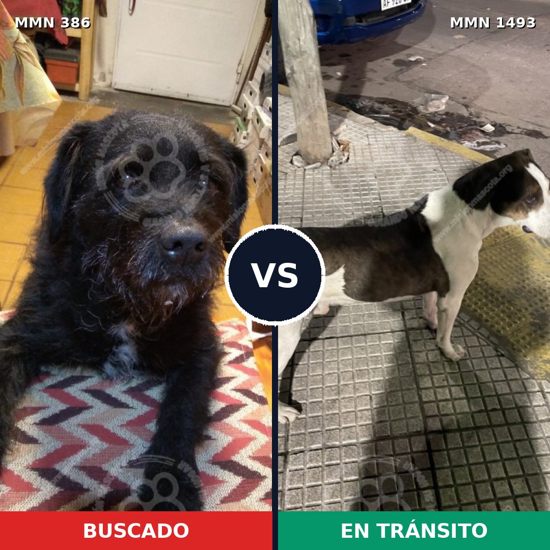 Comparativa MMS 26386: mascota perdida y mascota encontrada, 58% de similitud
