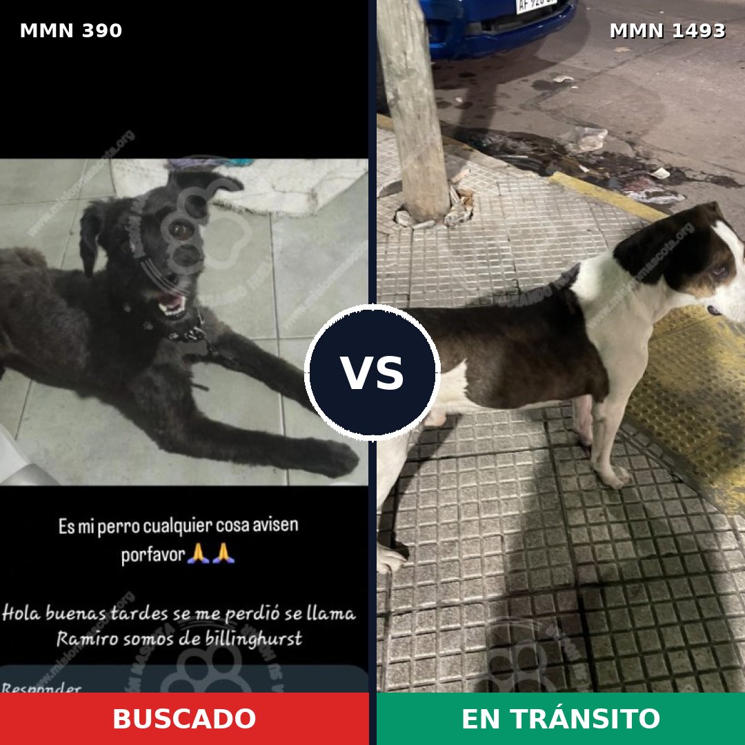 Comparativa MMS 26387: mascota perdida y mascota encontrada, 39% de similitud