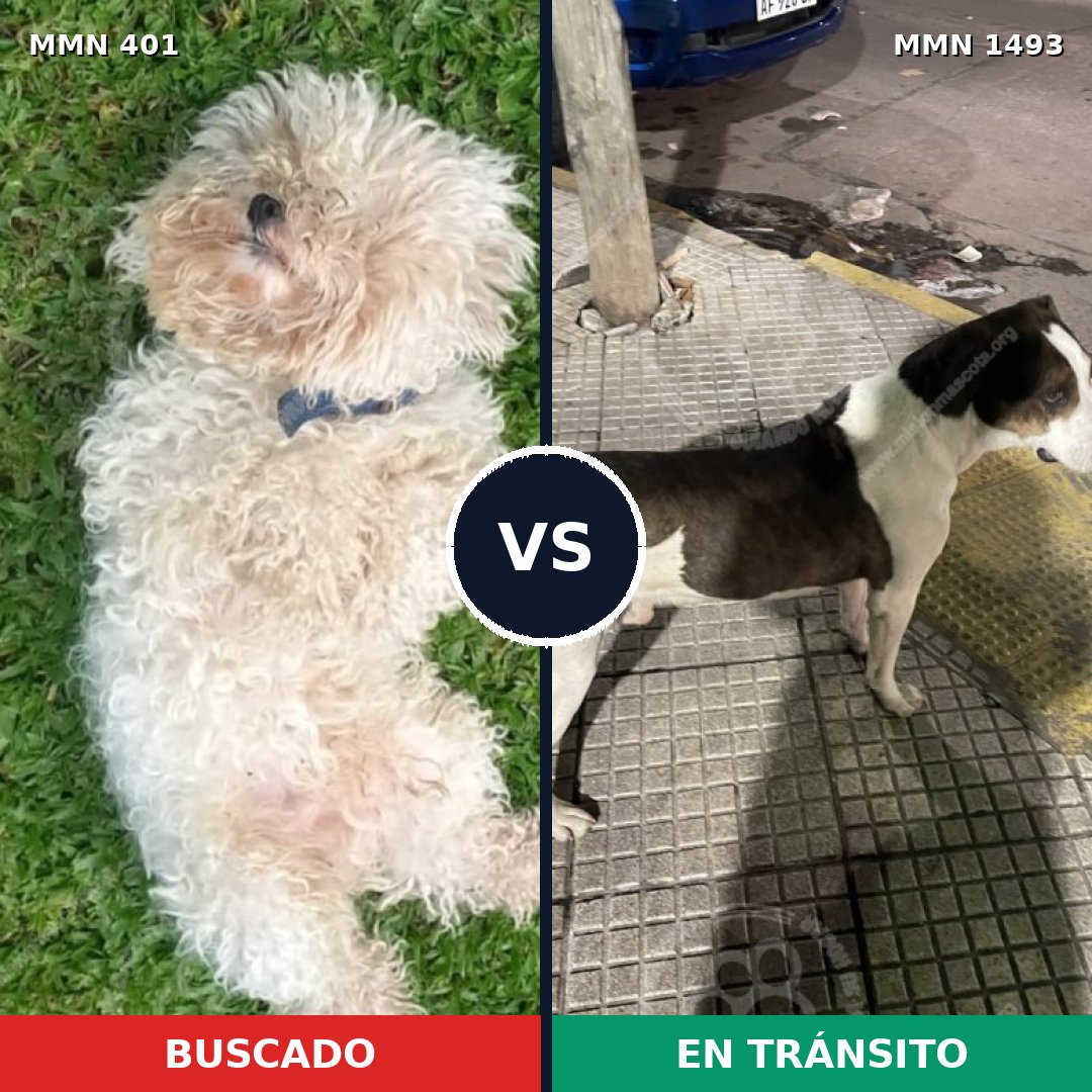 Comparativa MMS 26388: mascota perdida y mascota encontrada, 29% de similitud