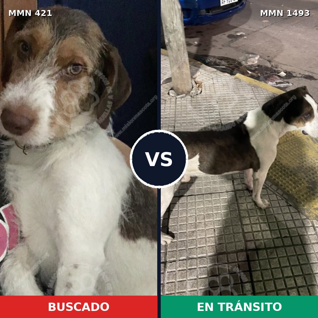 Comparativa MMS 26389: mascota perdida y mascota encontrada, 63% de similitud