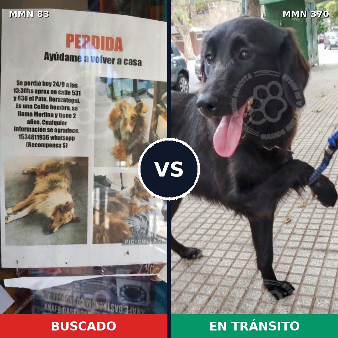 Comparativa MMS 2639: mascota perdida y mascota encontrada, 10% de similitud