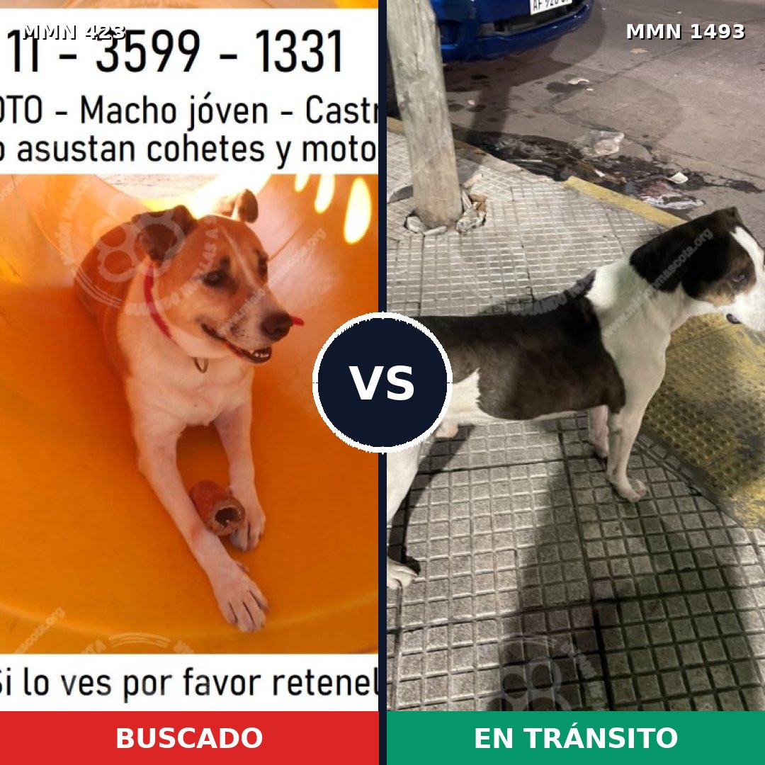 Comparativa MMS 26390: mascota perdida y mascota encontrada, 59% de similitud