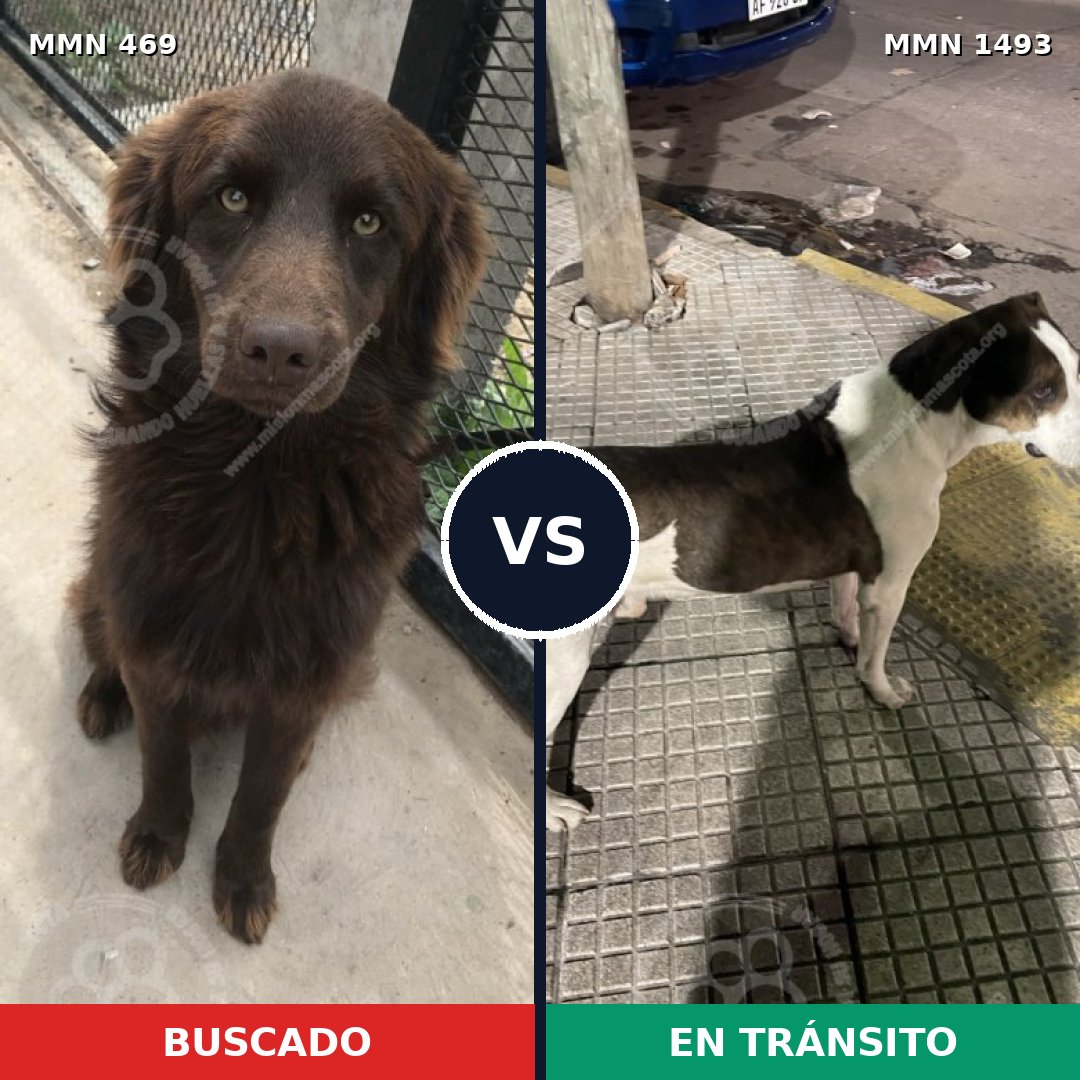 Comparativa MMS 26394: mascota perdida y mascota encontrada, 60% de similitud