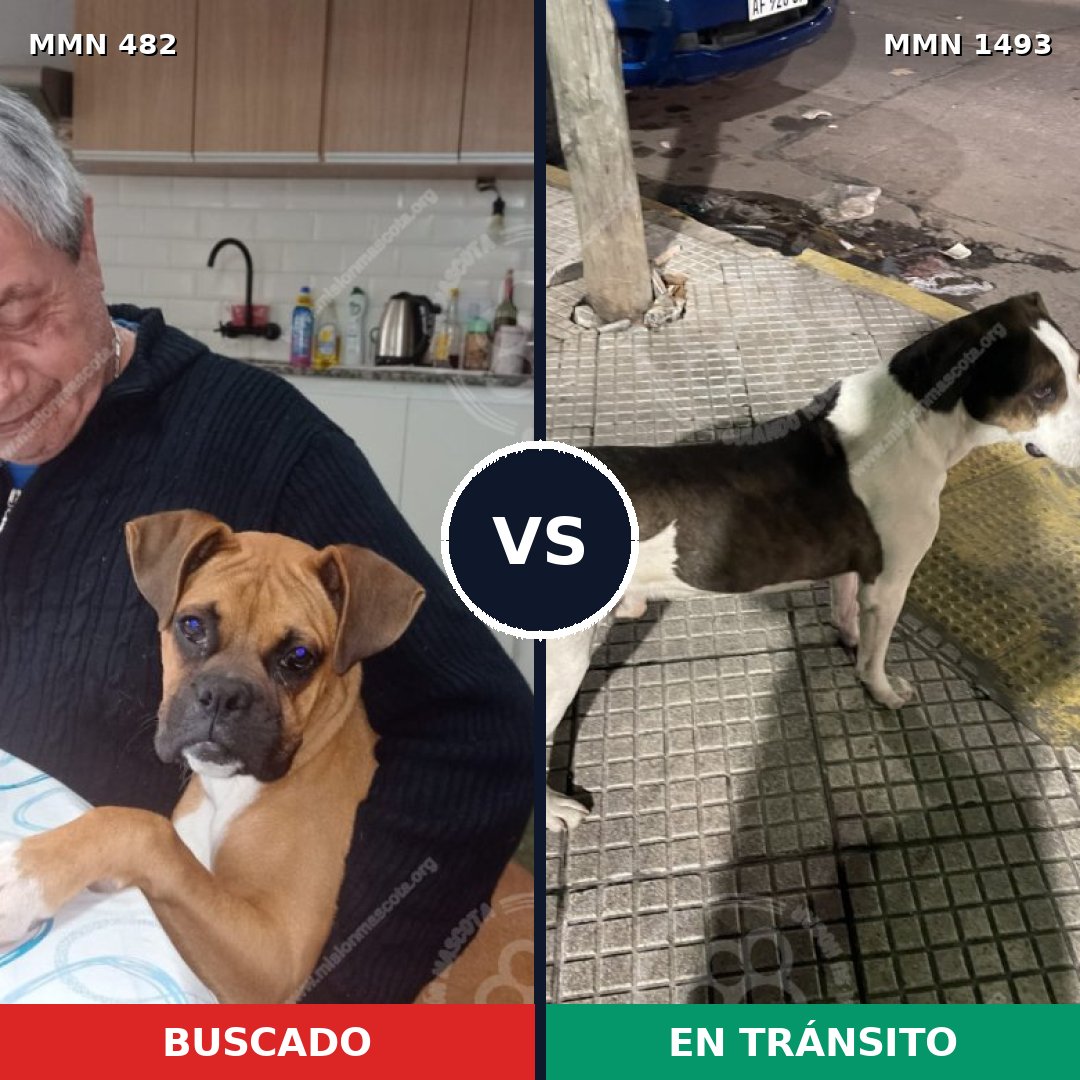 Comparativa MMS 26396: mascota perdida y mascota encontrada, 56% de similitud